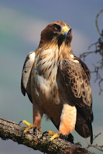 Águila Calzada