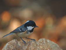 Carbonero Garrapinos