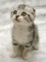 I tried and tried to find a picture of a robot girl with a camera head, but you'll have to settle for this kitty. awwww.