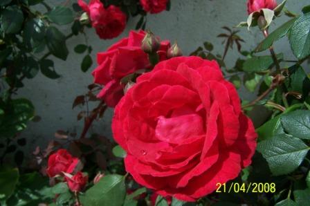 [Rosa+WEB.jpg]
