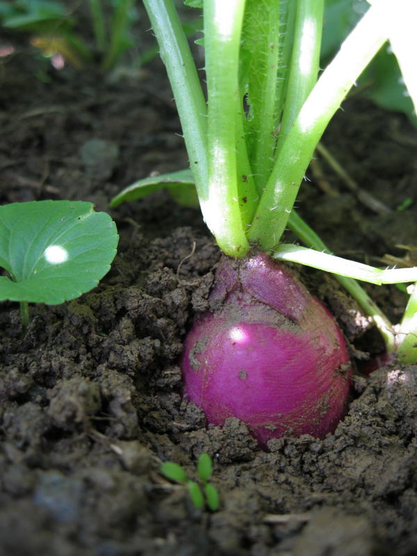 In Season Root Vegetable Bliss (a)Musing Foodie