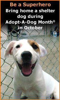 [pa-aadm09-shelter-dog.jpg]