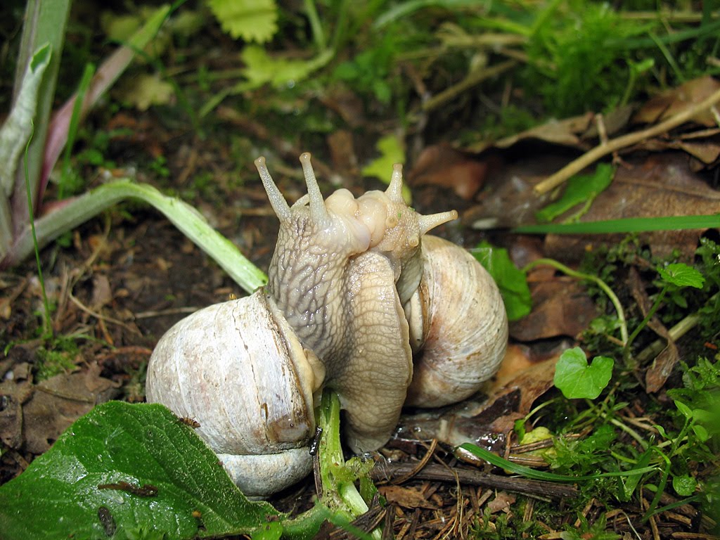 Spring_Fruehling__Prolet_0297.jpg