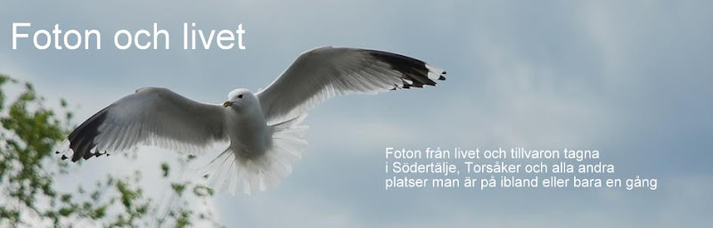 Foton och livet