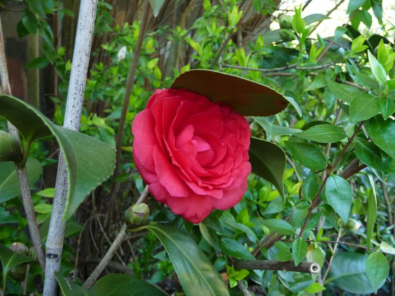 [P1010199+(Medium).JPG]