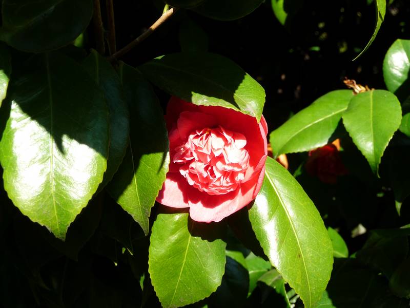 [P1010164+(Medium).JPG]