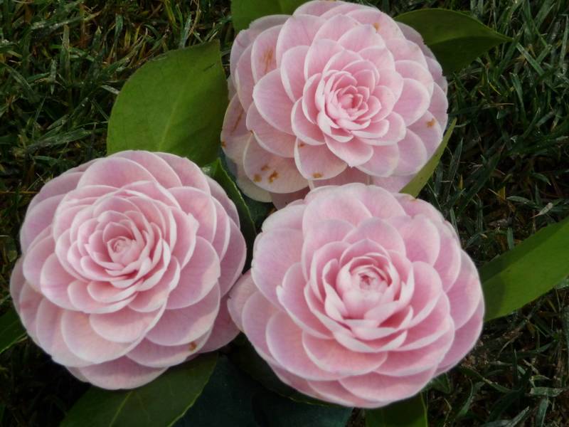 [P1010544+(Medium).JPG]