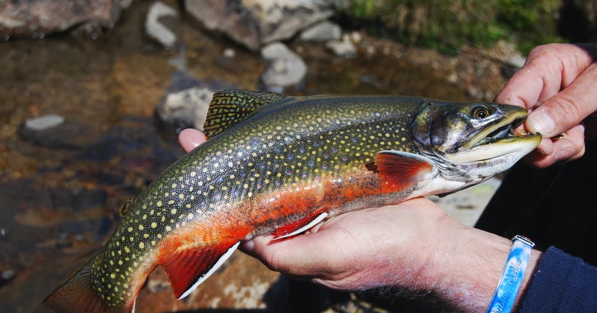 Great Lakes Angler Insane Montana Brook Trout Photograph