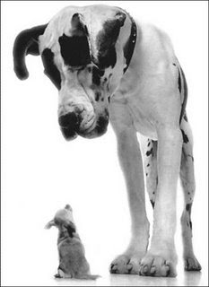 Las 10 Razas de perro mas inteligentes y las 10 menos Las 10 Razas de perro mas inteligentes y las 10 menos