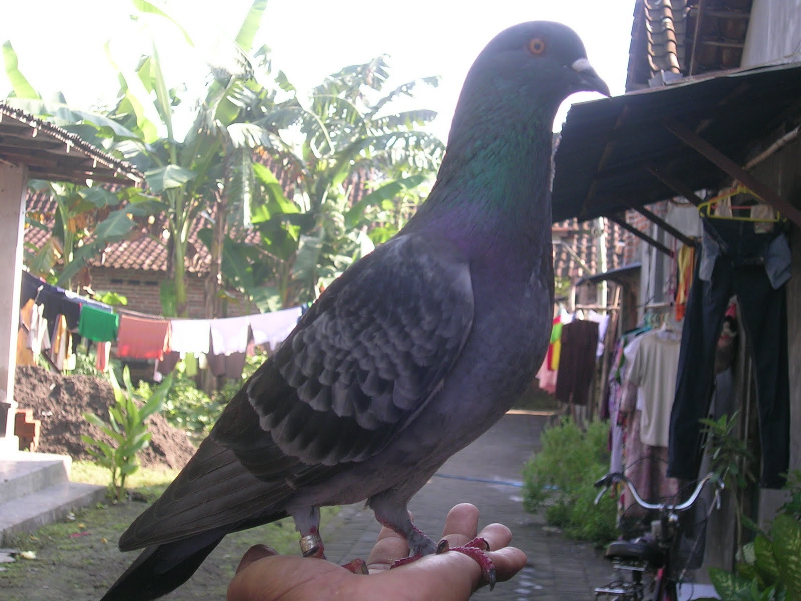 MERPATI BALAP (UYUDRUMI) April 2010