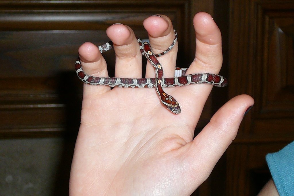 [snake.JPG]