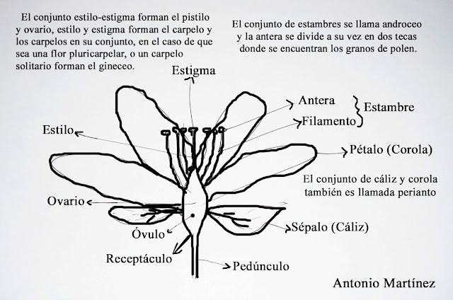 Una ventana a la naturaleza: 8. La flor. Función, morfología ... Una ventana a la naturaleza: 8. La flor. Función, morfología ...
