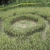 3rd Indonesian Rice Crop Circle : Jan 29th 2011