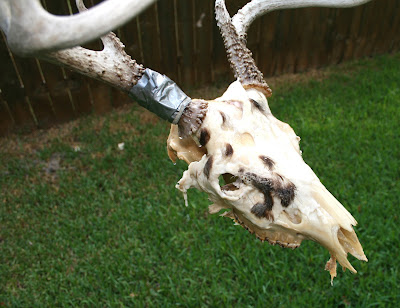 Deer Skull Antlers