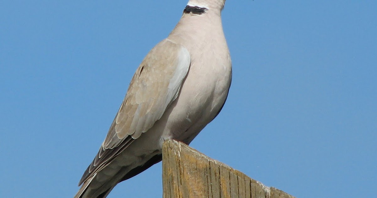 Wild Ed's Texas Outdoors Texas Eurasian or Collared Dove