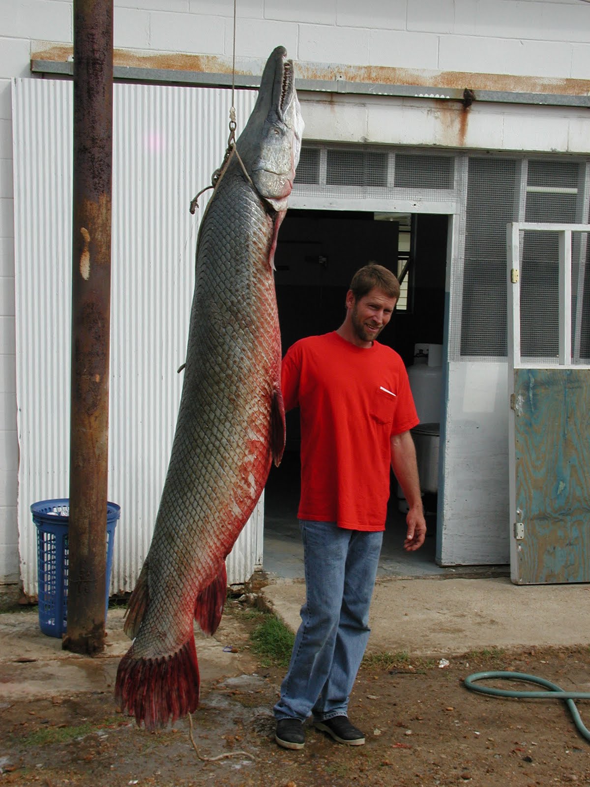 Wild Ed's Texas Outdoors: Texas Alligator Gar Deserve Better Protection