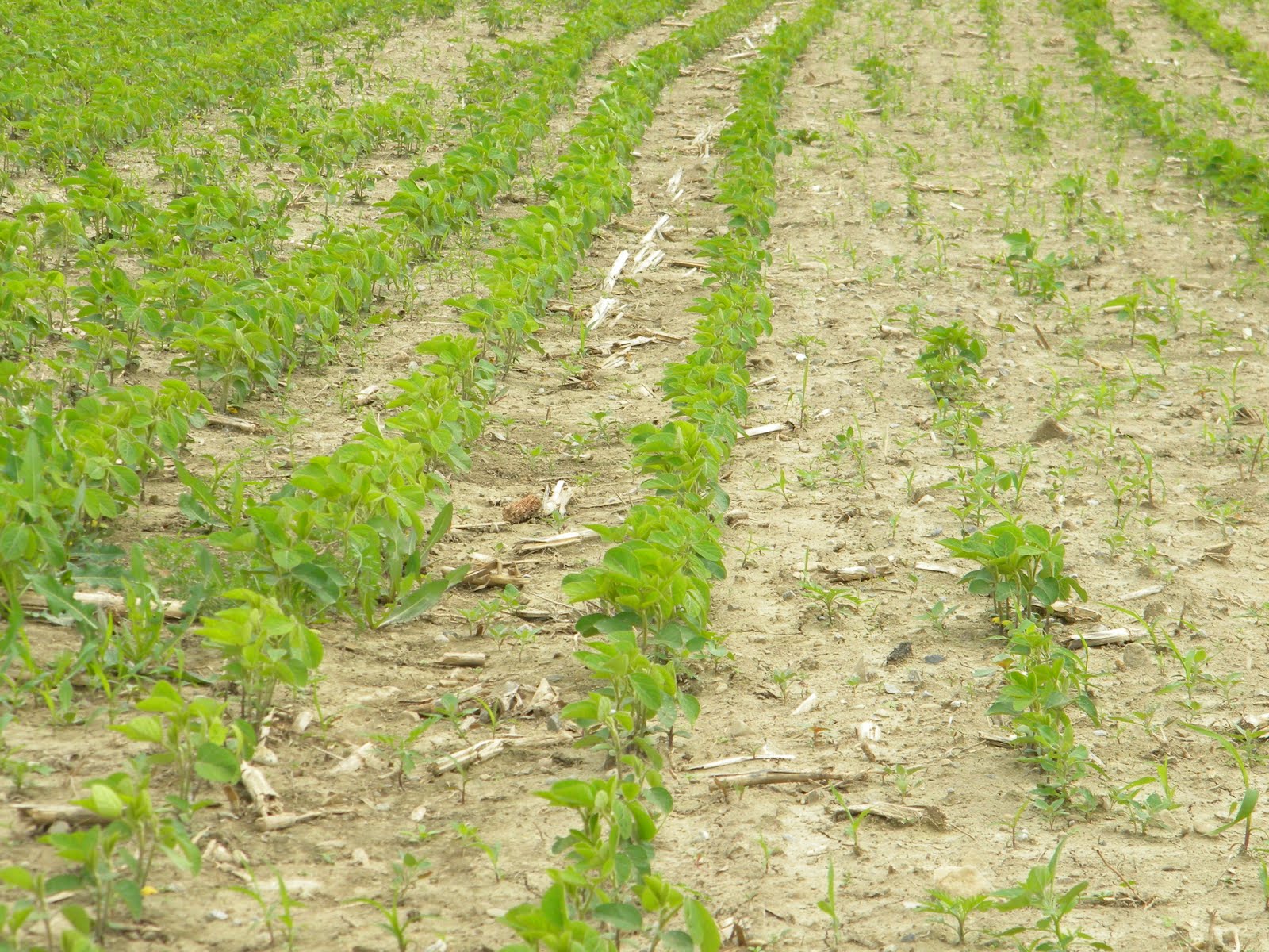 Better Crops by Barker Retarded Beans? Retarded Drills?