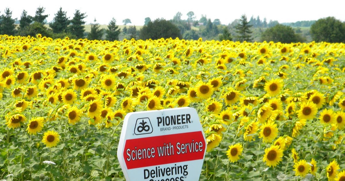 Better Crops by Barker Bet You Didn't Know We Sell Sunflowers