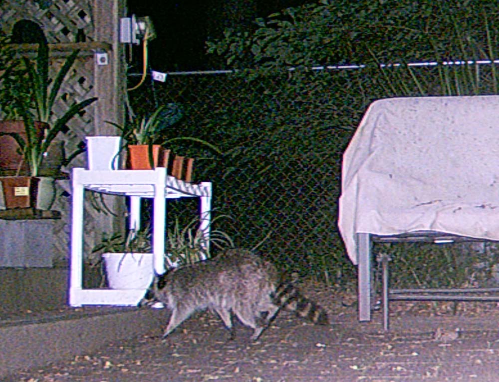 [raccoon-patio.jpg]