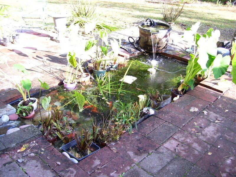 Backyard Pond Large Pond Cleaning Completed