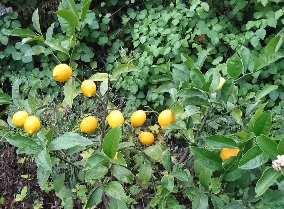 new year citrus tree quiltingorchardist lemons new year citrus tree quiltingorchardist lemons