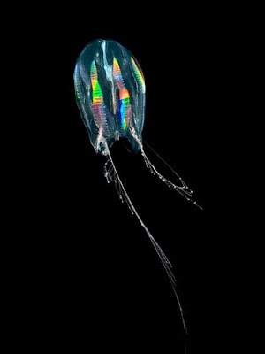 Beautiful Translucent Underwater Creatures