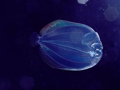 Beautiful Translucent Underwater Creatures