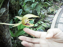 Tongue orchid