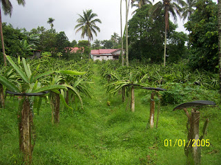Dragon+fruit+plantation+philippines