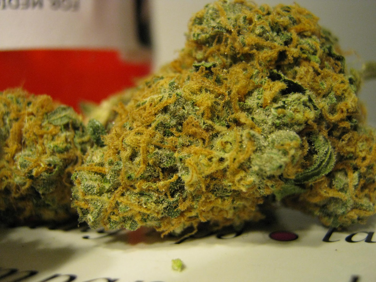 golden goat strain
