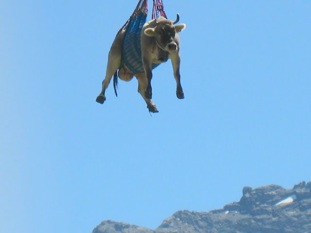 [flyingcow3.JPG]