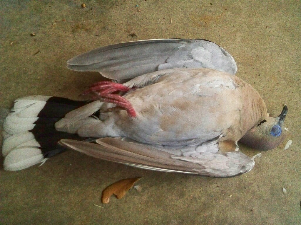 bird crashing