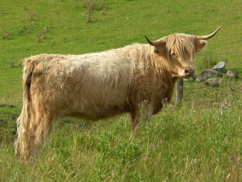 [Perthshire+Highland+Cow.jpg]