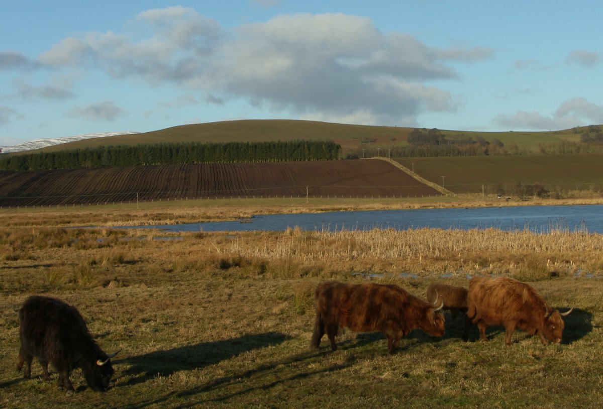 [Glen+Isla+Highland+Cows+Scotland+Photography.jpg]