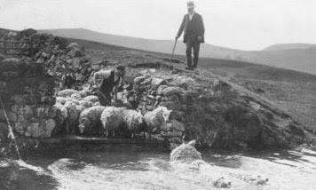 scottish dipping sheep tours