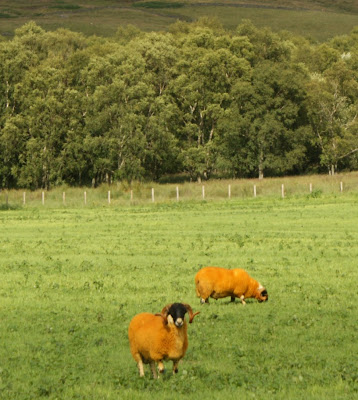 Photograph of orange sheep in Highland Perthshire, Scotland.