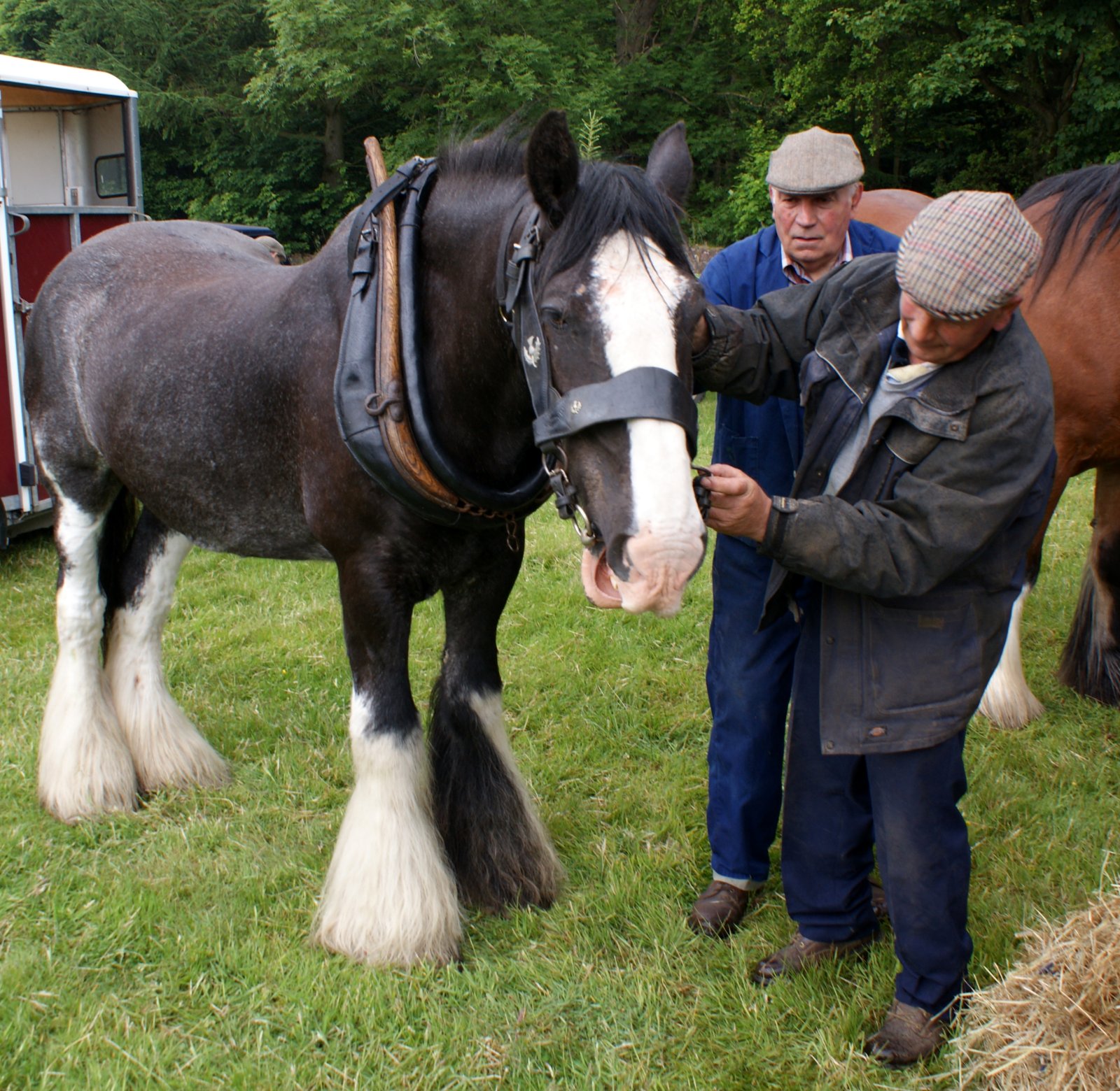 Tour Scotland Photographs June 13th Photograph Clydesdale Horses Scotland