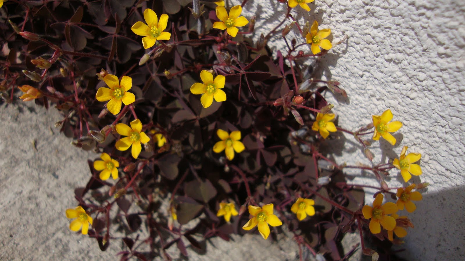 23 PURPLE LEAVES 23 purple leaves: