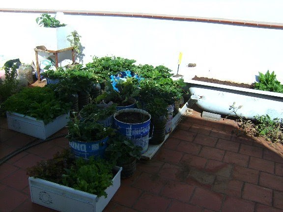 No Vegetariano: Cómo hacer tu propio huerto urbano con muy poco dinero