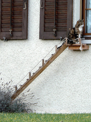 Elderly Cat Cooing Like A Dove Elderly Cat Cooing Like A Dove