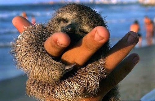 Sick Sloth