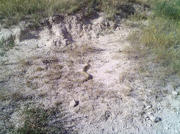 We saw a rattle snake