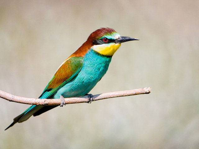 طائر الوروار الجميل 129Crw_1997