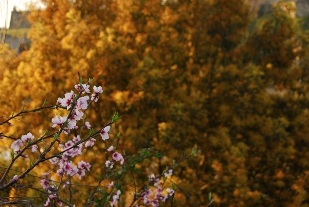 [Árbol+y+flores..jpg]