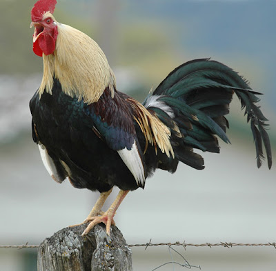 ANG MANOK IGSASABONG UG ANG DUHA KA HIMUNGAAN SA DAPLIN SA BASAKAN