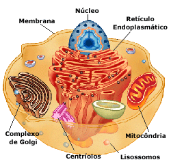 LISOSOMA EN LA CELULA lisosoma en la celula: