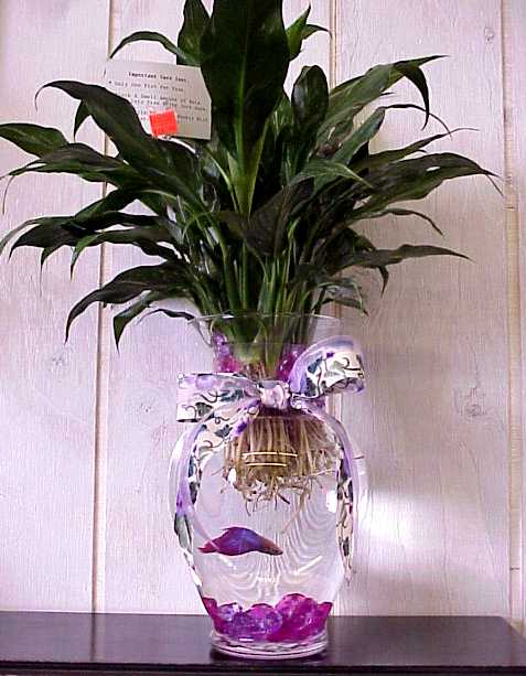 betta fish care