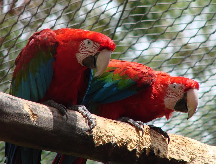 [two-parrots-web.jpg]