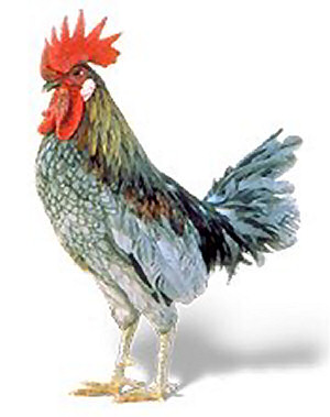 Ternak ayam kedu usaha ternak kelinci hias