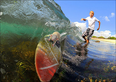 rat surfing
